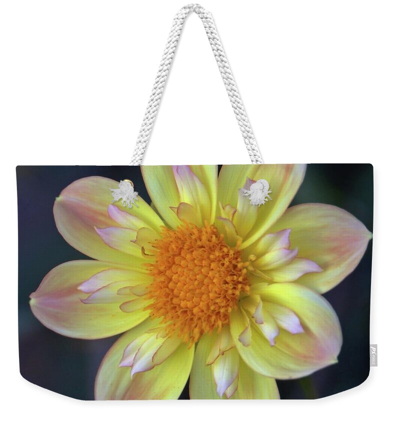 Dahlia Weekender Tote Bag featuring the photograph Yellow Dwarf Dahlia by Patricia Strand