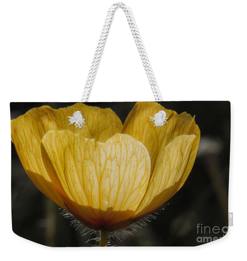 Nature Weekender Tote Bag featuring the photograph Yellow Flower 4 by Christy Garavetto