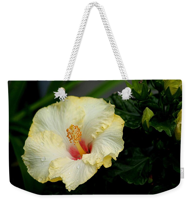 Yellow Hibiscus Weekender Tote Bag featuring the photograph Yellow Hibiscus by Living Color Photography Lorraine Lynch