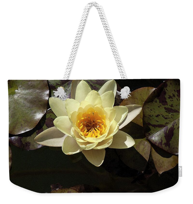 Photograph Weekender Tote Bag featuring the photograph Yellow Lotus in Watercolor by Suzanne Gaff