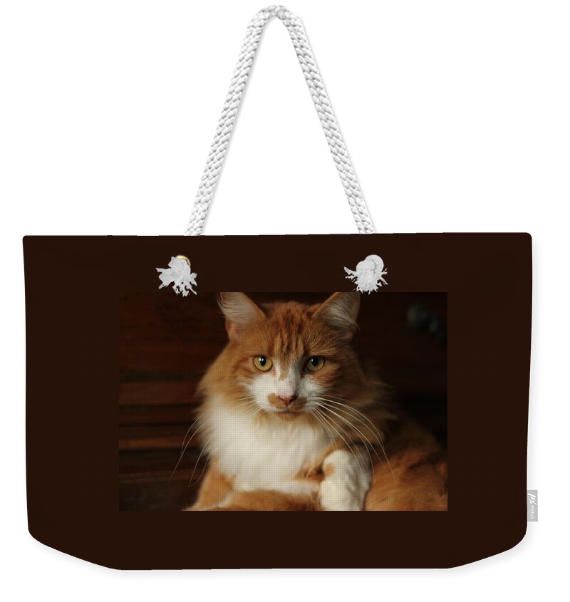 Cat Weekender Tote Bag featuring the photograph Maine Coon Cat with Yellow Eyes by Valerie Collins
