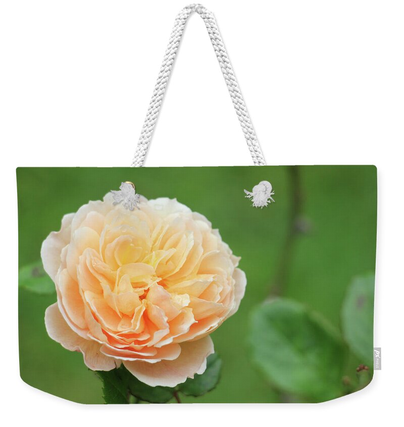Kelly Hazel Weekender Tote Bag featuring the photograph Yellow Rose in December by Kelly Hazel