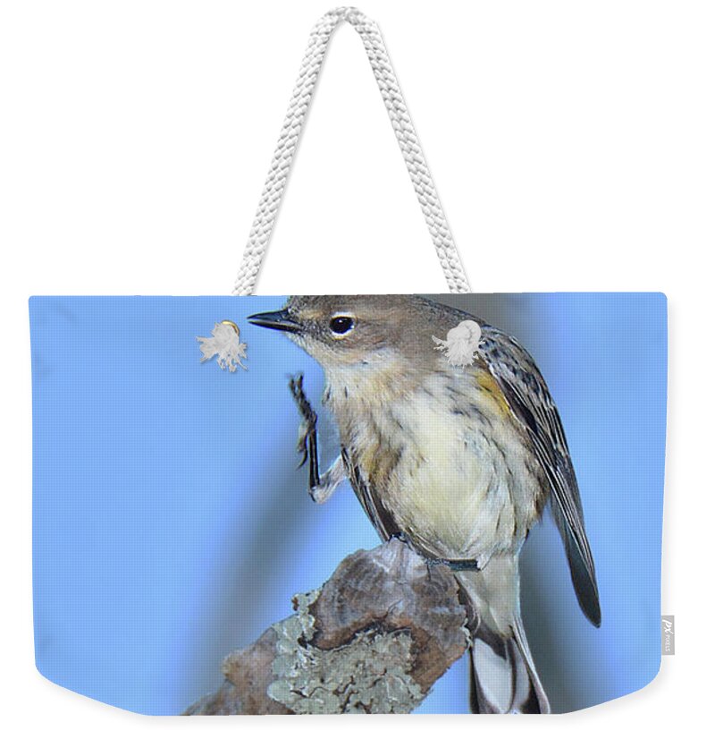Bird Weekender Tote Bag featuring the photograph Yellow-Rumped Warbler Itch by Alan Lenk