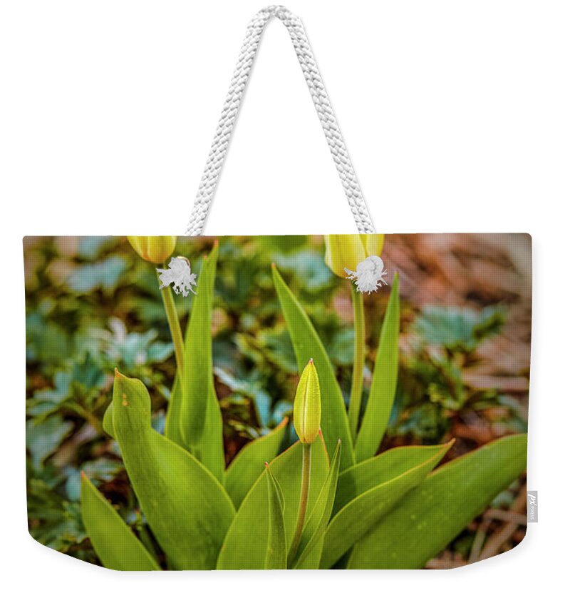 Tulip Weekender Tote Bag featuring the photograph Yellow tulips #g3 by Leif Sohlman