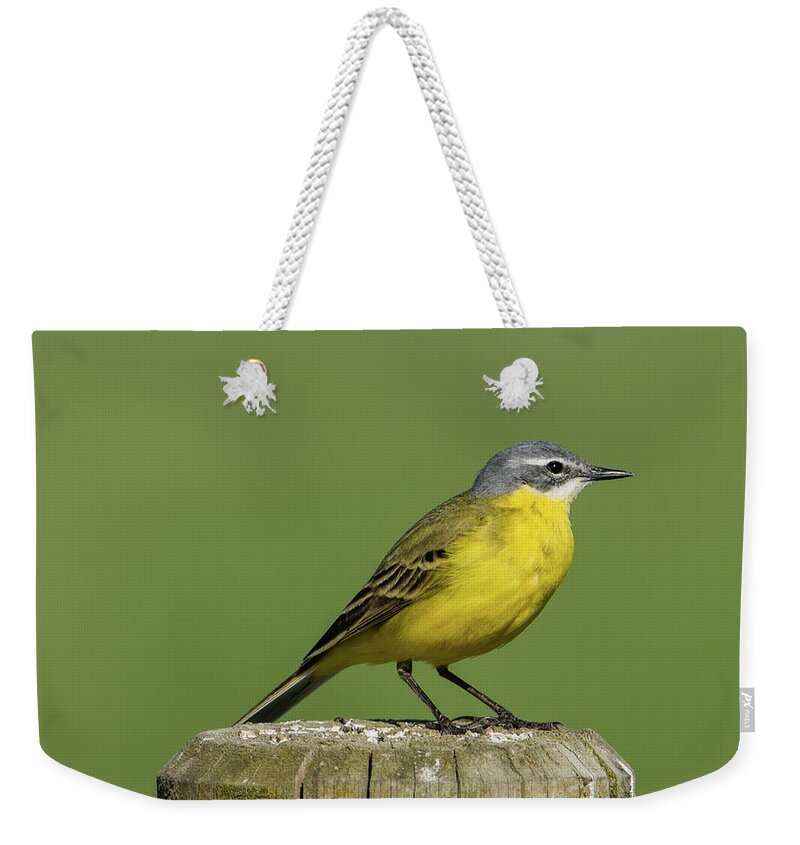 Yellow Wagtail Weekender Tote Bag featuring the photograph Yellow Wagtail perching on the roundpole a close-up by Torbjorn Swenelius