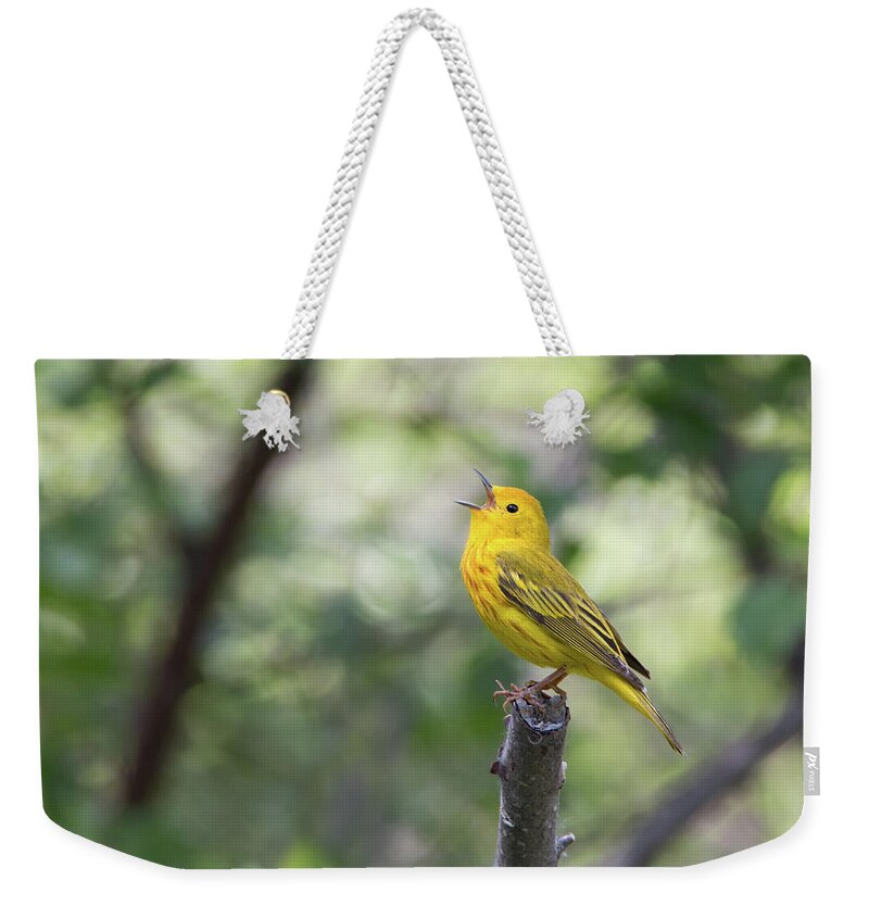 Bird Weekender Tote Bag featuring the photograph Yellow Warbler in song by Celine Pollard