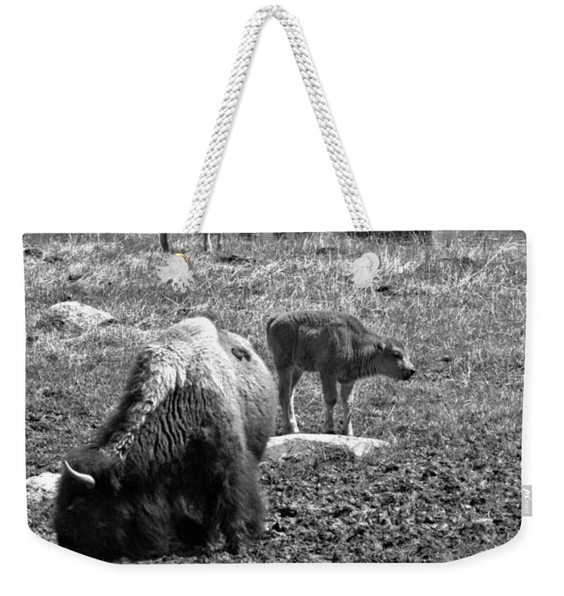 Bison Weekender Tote Bag featuring the photograph Yellowstone Bison Reflections Black And White by Adam Jewell