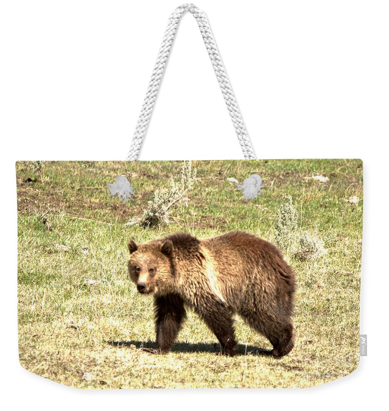Grizzly Bears Weekender Tote Bag featuring the photograph Yellowstone Grizzly Cub 2018 by Adam Jewell