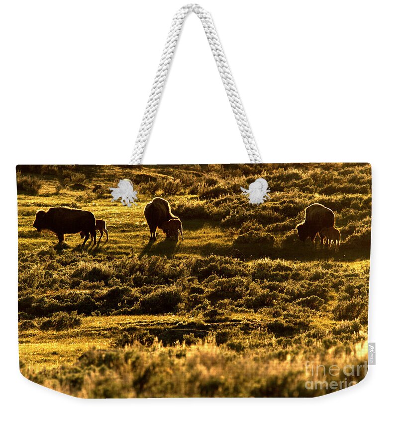 Bison Weekender Tote Bag featuring the photograph Yellowstone Sunset Graze by Adam Jewell