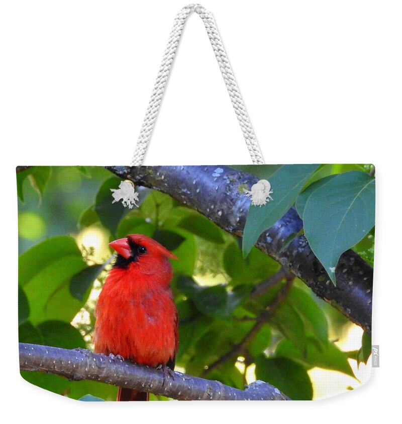 Northern Cardinal Weekender Tote Bag featuring the photograph Yes I'm Listening by Betty-Anne McDonald