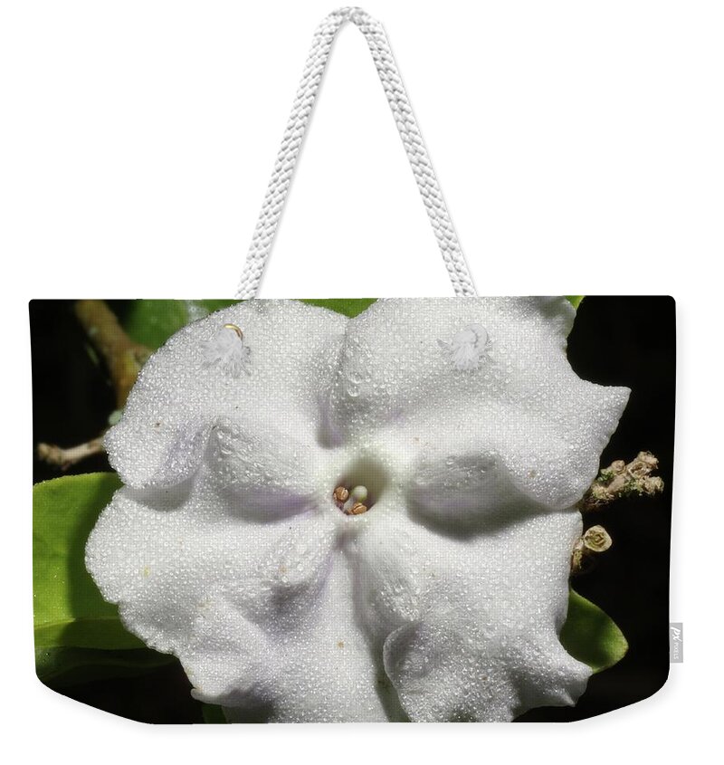 Nature Weekender Tote Bag featuring the photograph Yesterday, Today and Tomorrow by Richard Rizzo