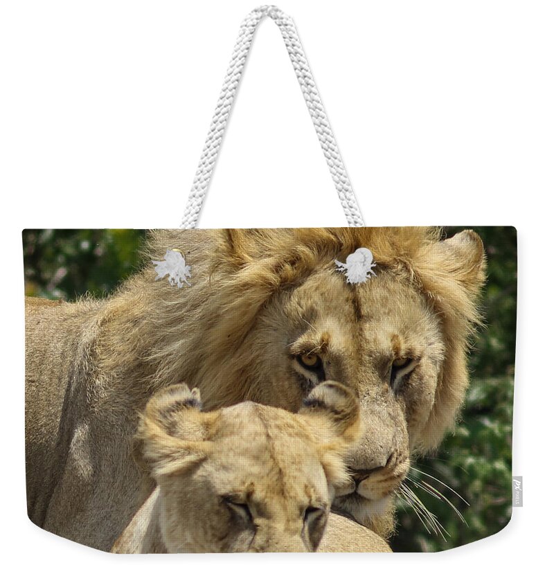 Lion Weekender Tote Bag featuring the photograph You are Mine by Ramabhadran Thirupattur