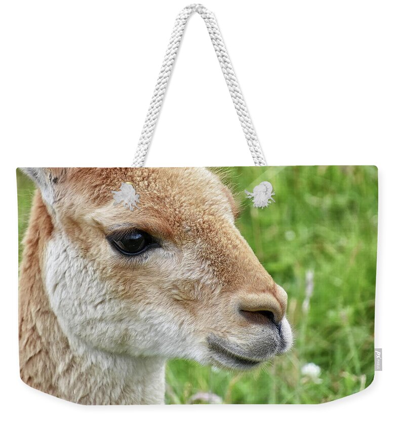 Vicuna Weekender Tote Bag featuring the photograph You Can Call Me Al by Kuni Photography