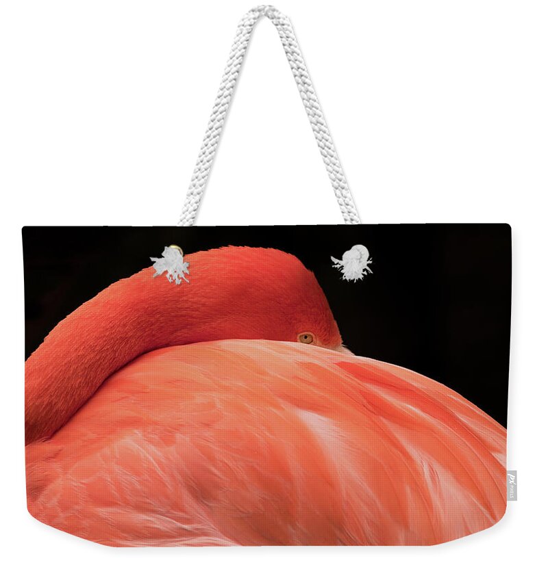 Flamingo Weekender Tote Bag featuring the photograph You Can Learn A Lot By Watching by Holly Ross