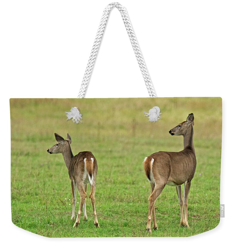 Deer Weekender Tote Bag featuring the photograph You Got Our Attention by Michael Peychich