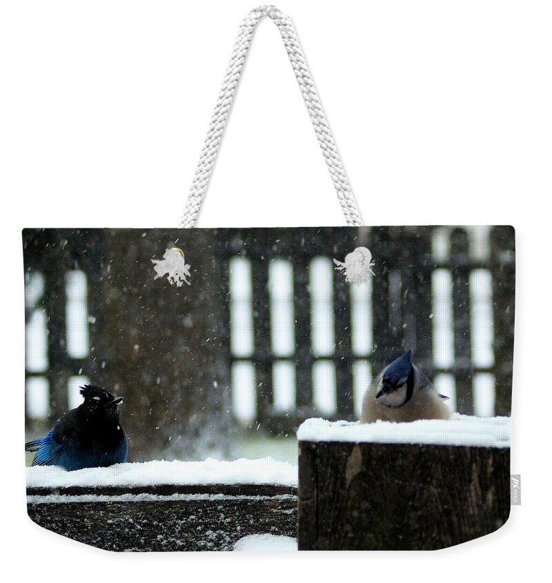 Blue Jays Weekender Tote Bag featuring the photograph You Look Familiar but.... by Tracey Vivar