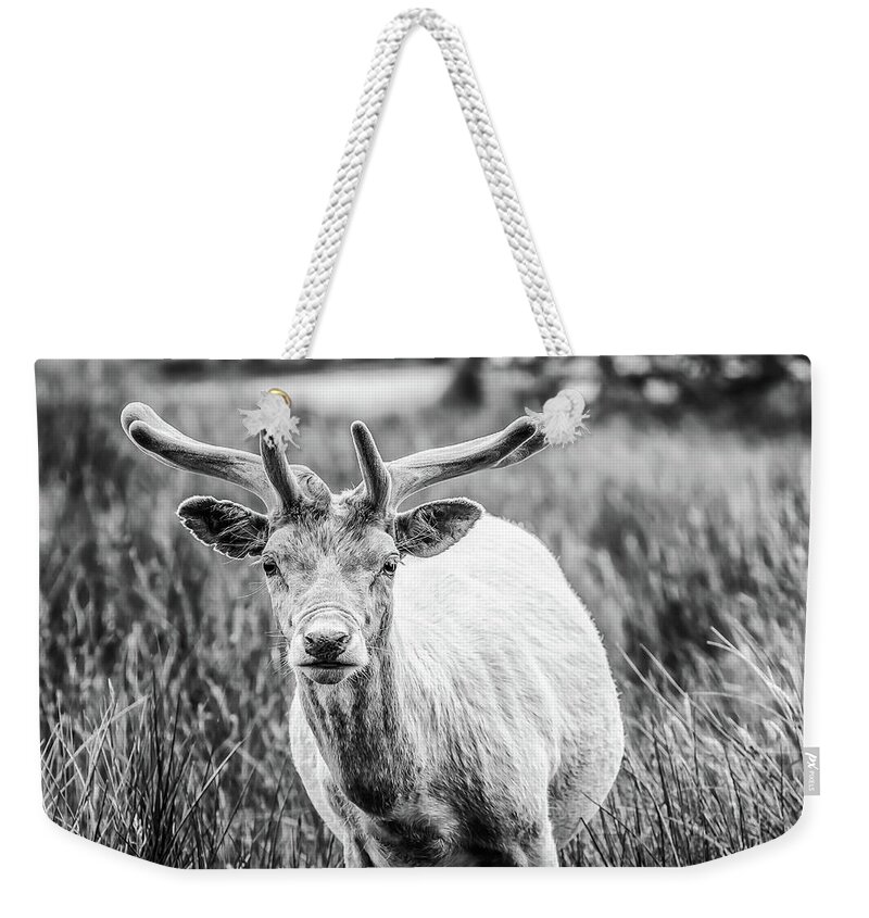 Deer Weekender Tote Bag featuring the photograph You Looking At Me? by Nick Bywater