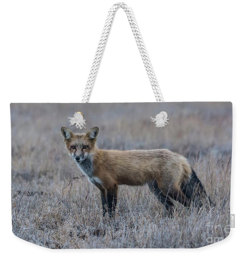 Fox Weekender Tote Bag featuring the photograph You Talkin' to Me? by John Greco