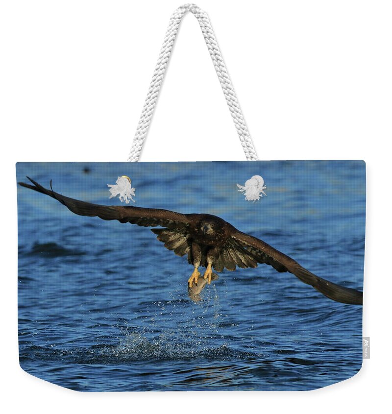 Eagle Weekender Tote Bag featuring the photograph Young Bald Eagle catching fish by Coby Cooper