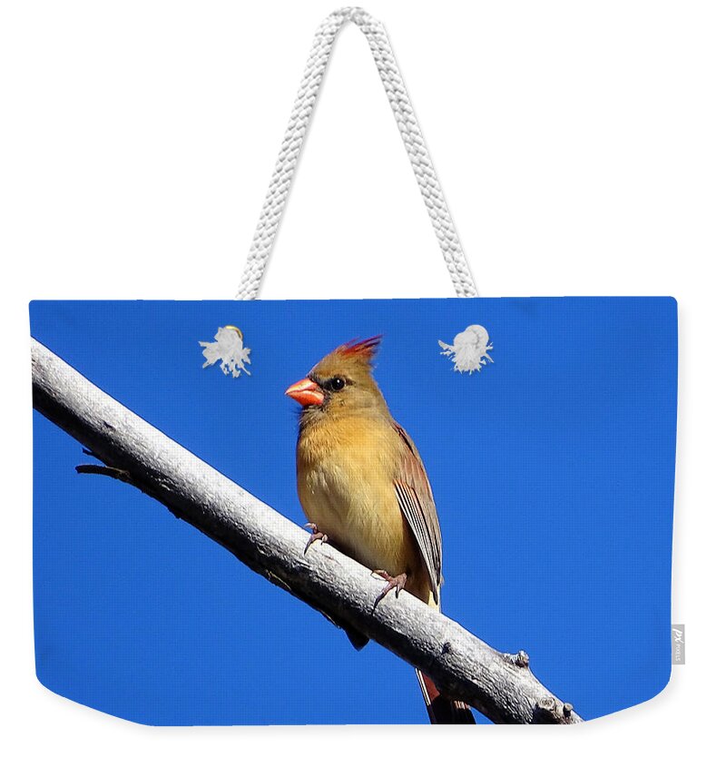 Little Bird Weekender Tote Bag featuring the photograph Young Cardinal bird by Lilia D