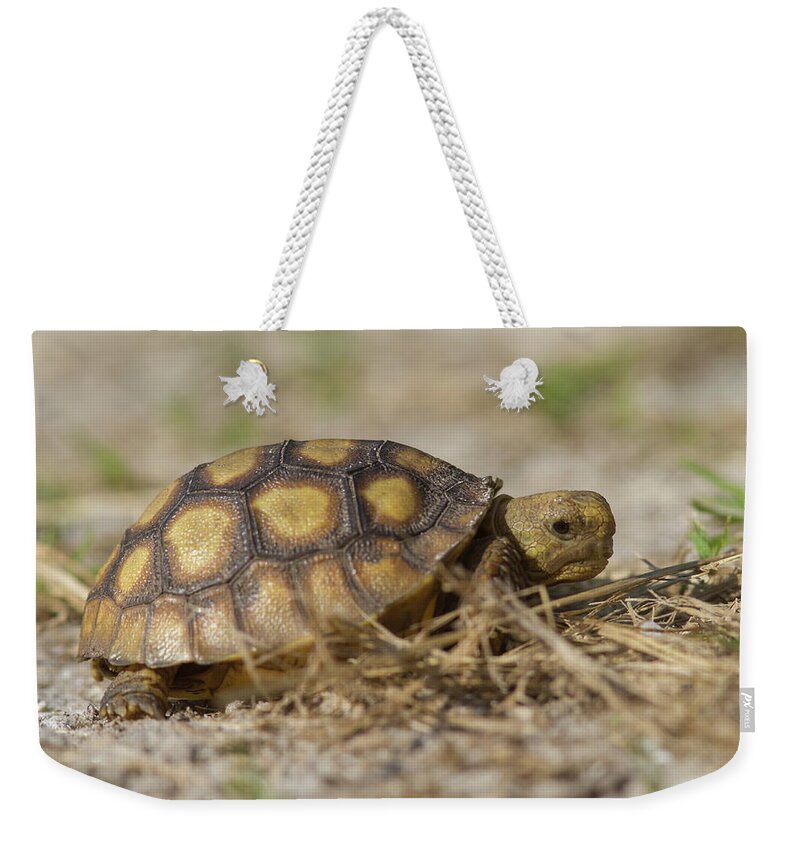 Tortoise Weekender Tote Bag featuring the photograph Young Gopher Tortoise by Paul Rebmann