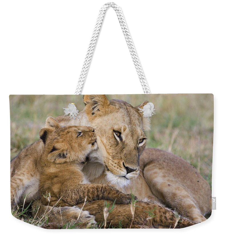 00761787 Weekender Tote Bag featuring the photograph Young Lion Cub Nuzzling Mom by Suzi Eszterhas