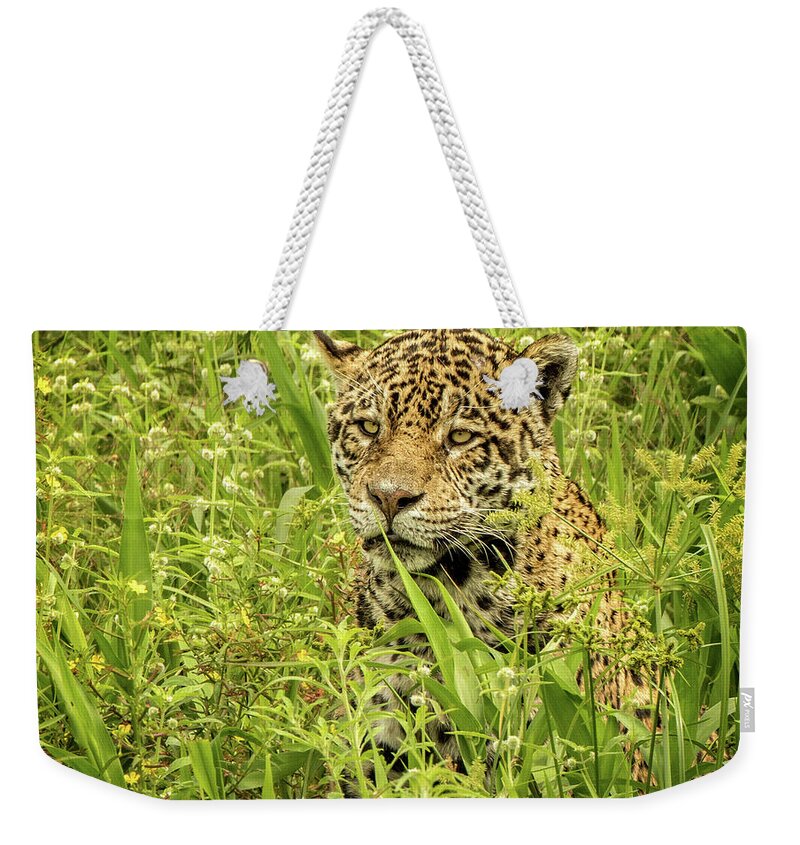 Jaguar Weekender Tote Bag featuring the photograph Young Male Jaguar's Grassy Rest by Steven Upton