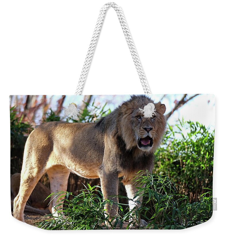 Lion Weekender Tote Bag featuring the photograph Young Male Lion by Ronda Ryan