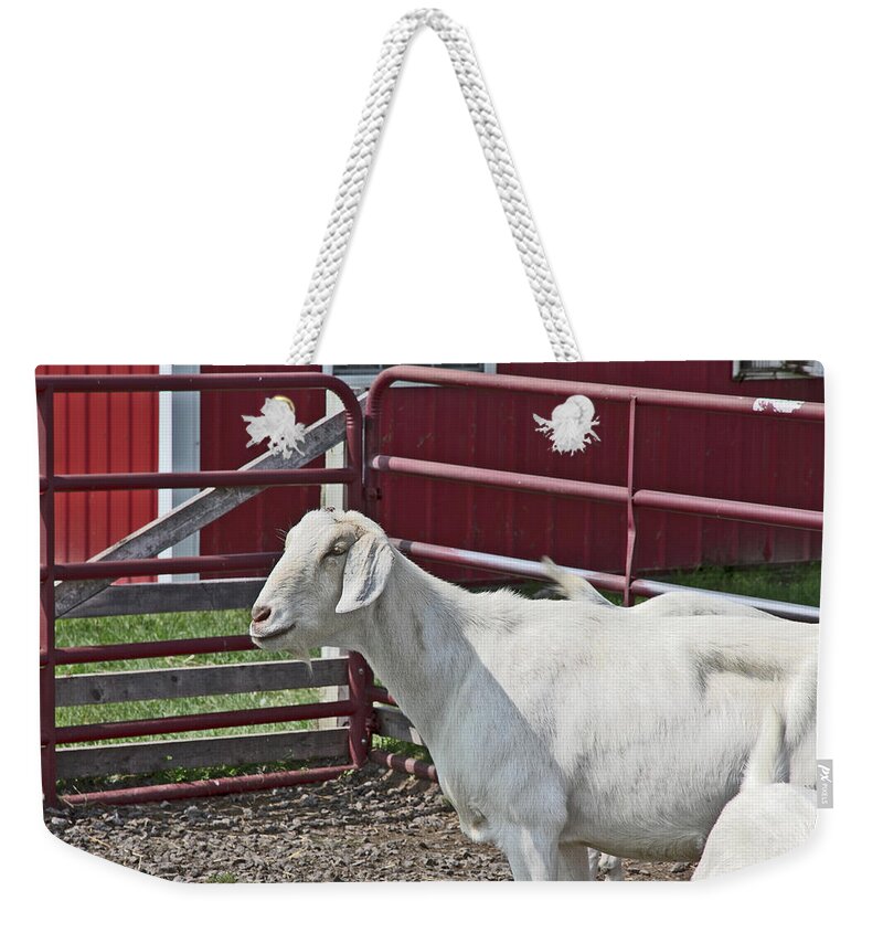 Young Old Goat White And Grayish Red Fence And Gate Barn In Close Proximity Weekender Tote Bag featuring the photograph Young Old Goat White and Grayish Red Fence and Gate Barn in Close Proximity 2 9132017 by David Frederick
