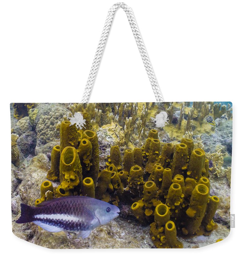 Ocean Weekender Tote Bag featuring the photograph Young Queen by Lynne Browne