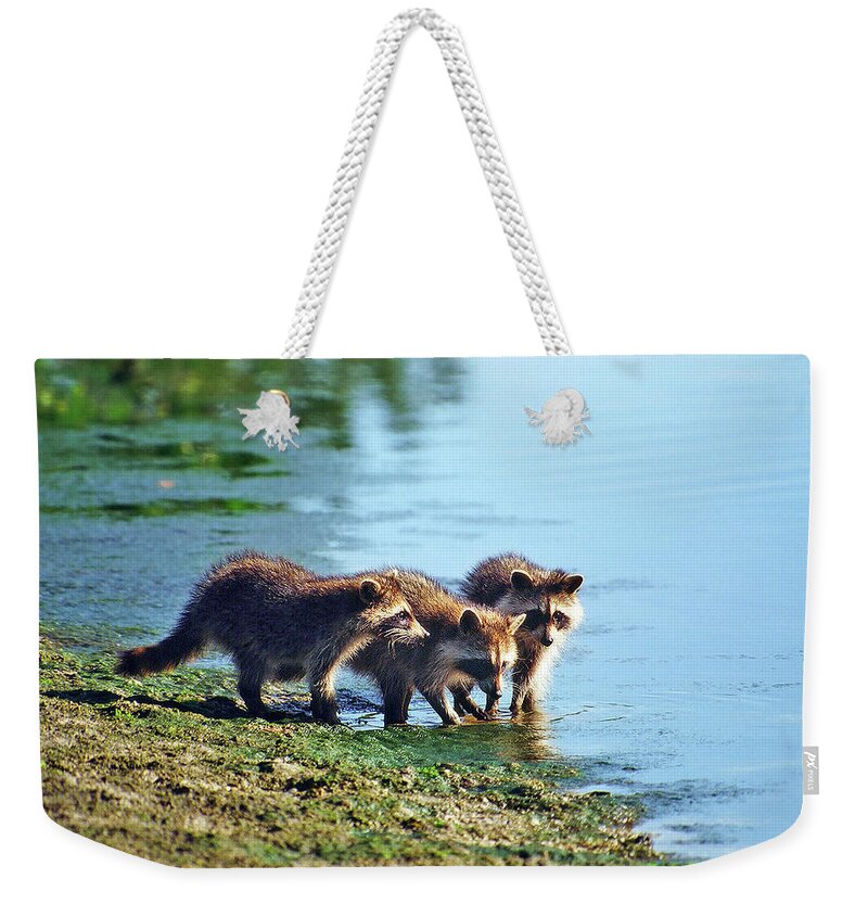 Raccoon Weekender Tote Bag featuring the photograph Young Raccoons by Ted Keller