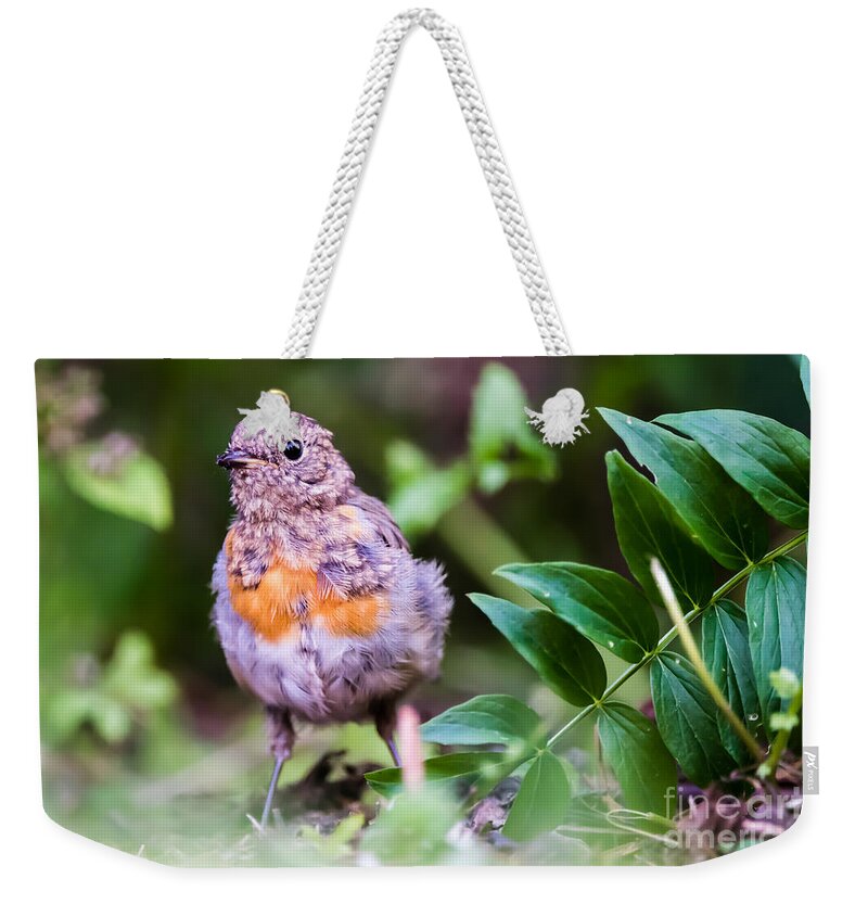 Robin Weekender Tote Bag featuring the photograph Young Robin by Torbjorn Swenelius