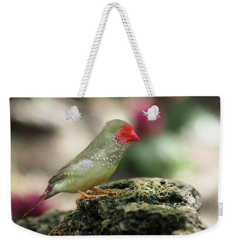 Bird Weekender Tote Bag featuring the photograph Young Star Finch by Rona Black
