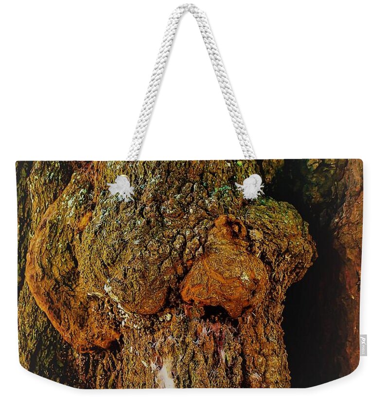 Z Z Weekender Tote Bag featuring the photograph Z Z In A Tree by Randy Sylvia