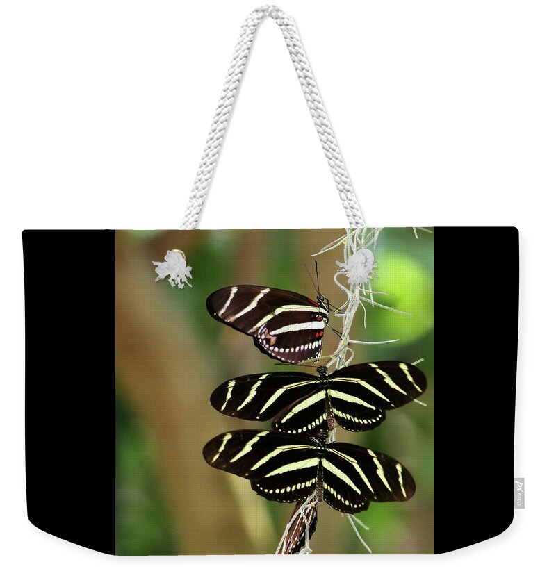 Zebra Weekender Tote Bag featuring the photograph Zebra Butterflies Hanging On by Sabrina L Ryan