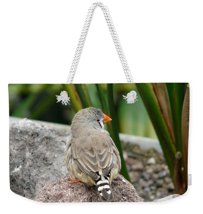 Bird Weekender Tote Bag featuring the photograph Zebra Finch by Valerie Ornstein