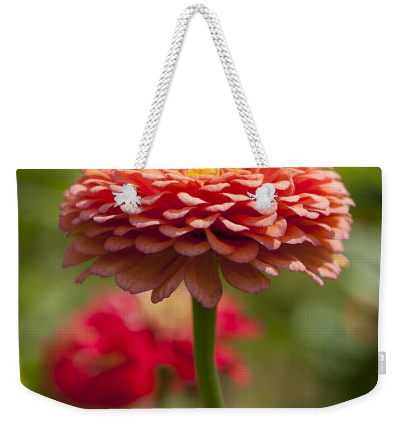 Beallesville Weekender Tote Bag featuring the photograph Zinnia portrait by Brian Green