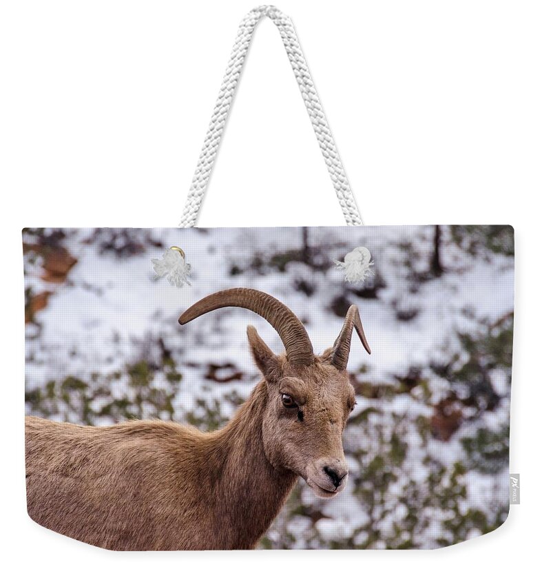 Bighorn Weekender Tote Bag featuring the photograph Zion Bighorn Sheep close-up by Gaelyn Olmsted