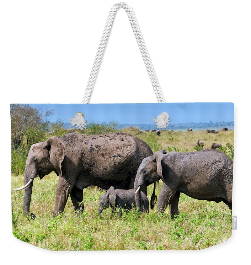 Kenya Weekender Tote Bag featuring the photograph African Elephants, Masai Mara , Kenya #1 by Nico Tondini