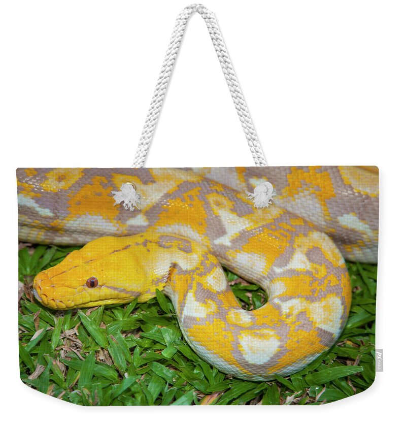 Animal Scale Weekender Tote Bag featuring the photograph Albino Burmese Python #1 by Stuart Dee