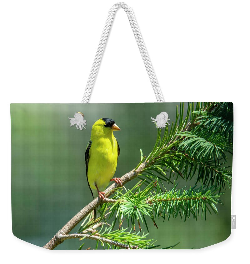 Bird Weekender Tote Bag featuring the photograph American Goldfinch by Cathy Kovarik