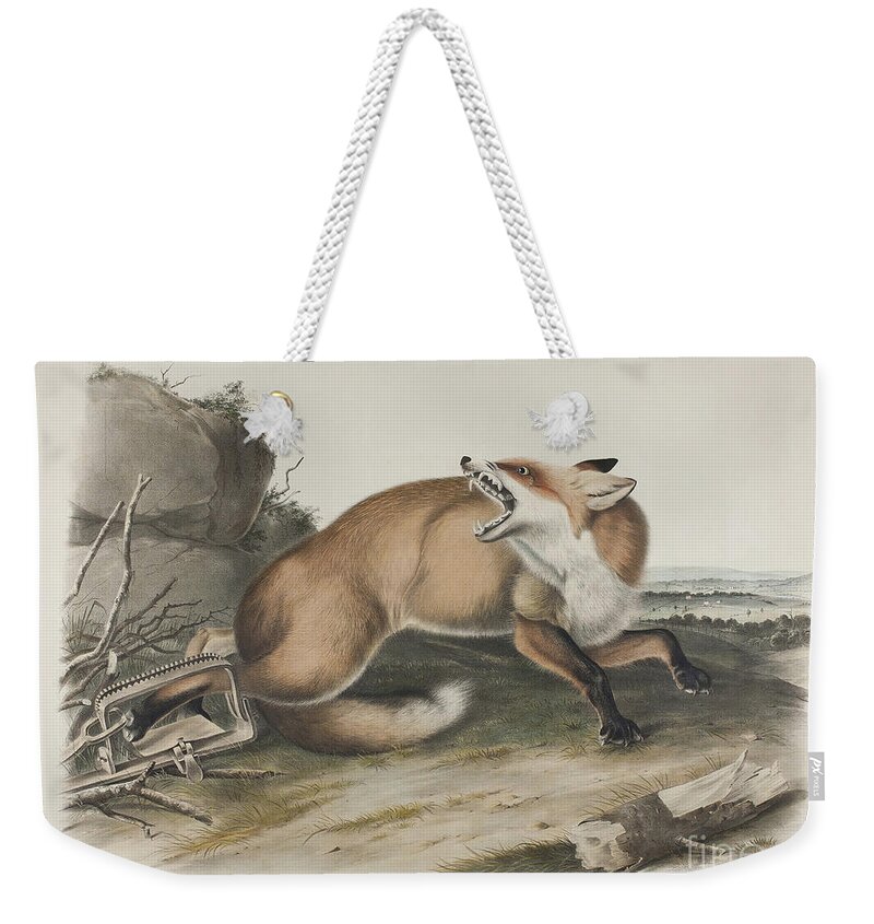 Fox Weekender Tote Bag featuring the painting American Red Fox by John James Audubon