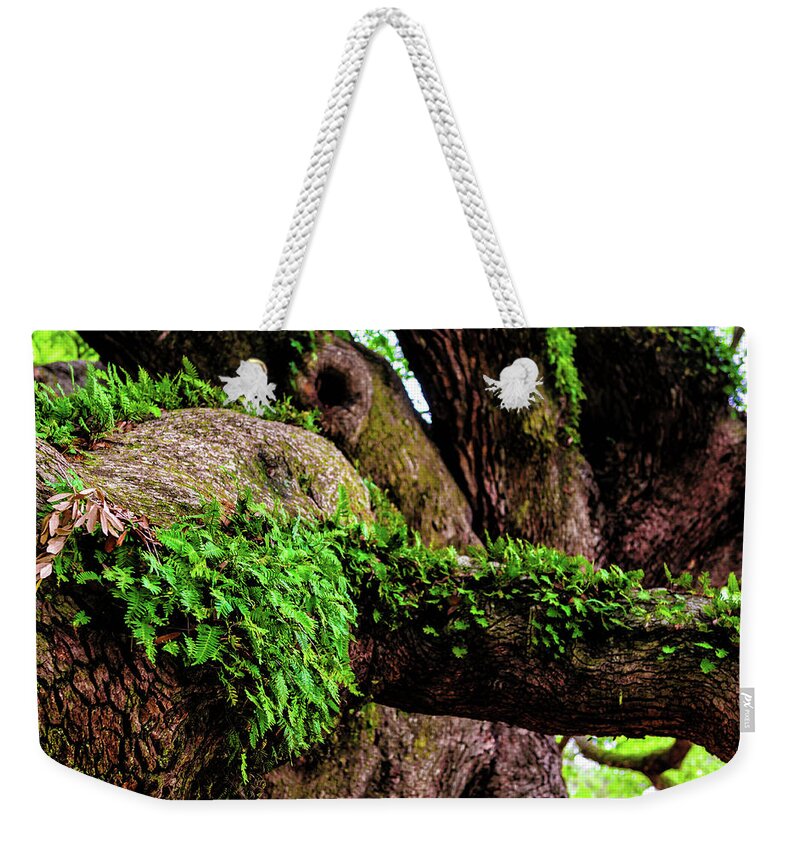 Angel Weekender Tote Bag featuring the photograph Angel Oak Tree Branches #1 by Louis Dallara