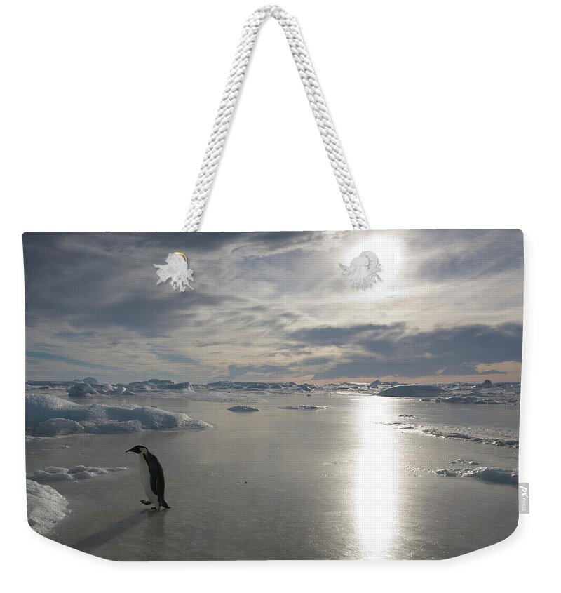 Emperor Penguin Weekender Tote Bag featuring the photograph Antarctica, Snow Hill Island, Emperor #1 by Paul Souders