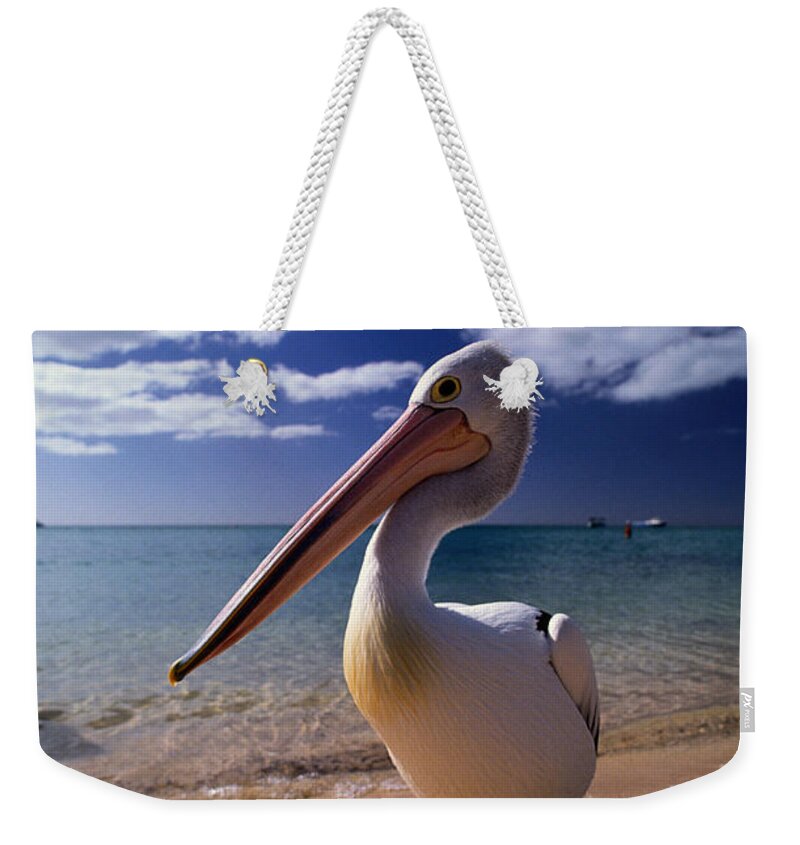 Water's Edge Weekender Tote Bag featuring the photograph Australian Pelican Pelecanus #1 by Art Wolfe