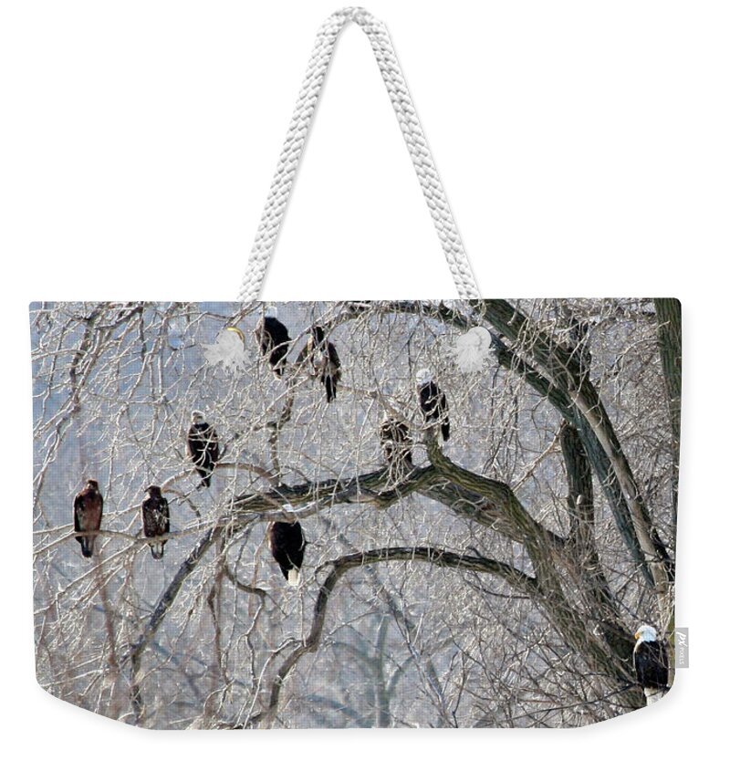 Bald Eagles Weekender Tote Bag featuring the photograph Bald Eagles at Starved Rock by Paula Guttilla
