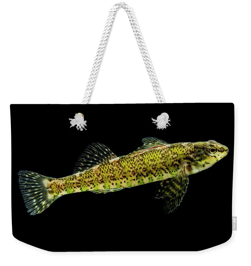 Animal Weekender Tote Bag featuring the photograph Banded Darter Etheostoma Zonale #1 by Dante Fenolio