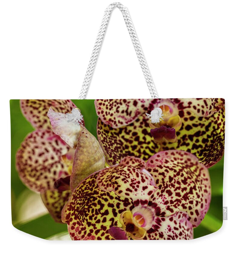 Ascda Kulwadee Fragrance Weekender Tote Bag featuring the photograph Black Spotted Vanda Orchid Flowers #1 by Raul Rodriguez