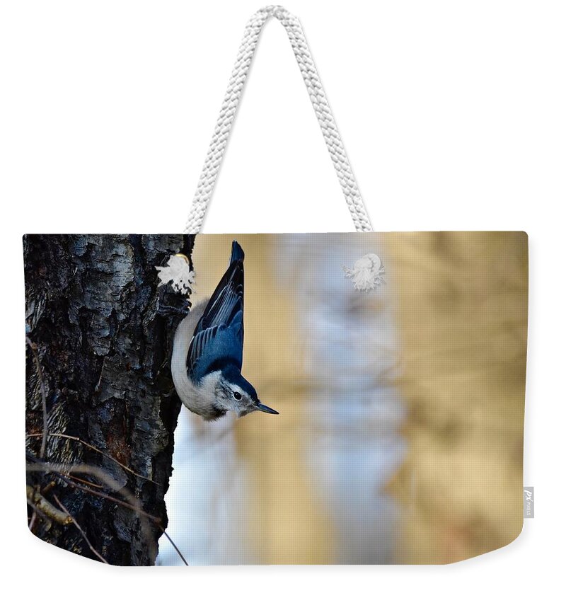 Wall Art Weekender Tote Bag featuring the photograph Blue Jay #1 by Jeffrey PERKINS
