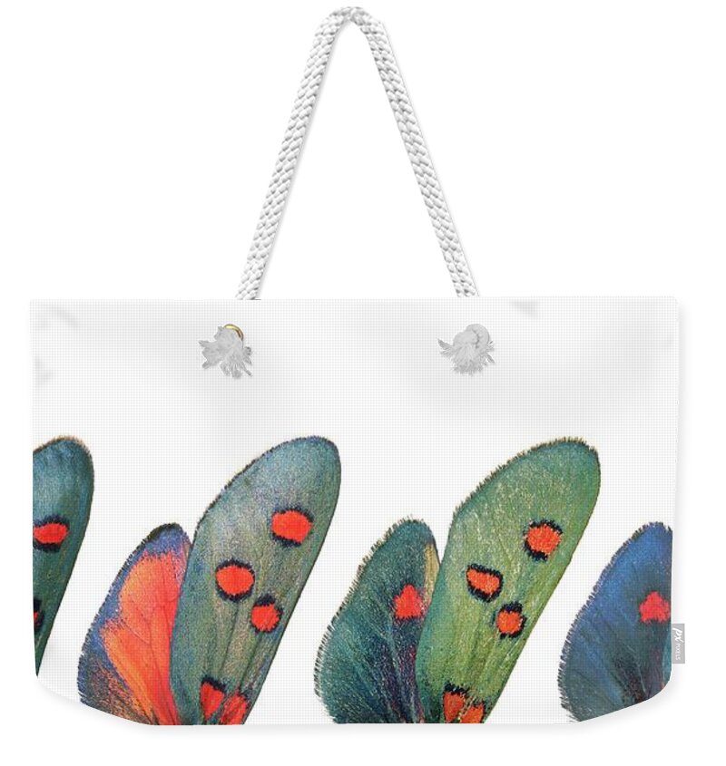 Specimen Weekender Tote Bag featuring the photograph Burnet moth wings by Martinez Clavel